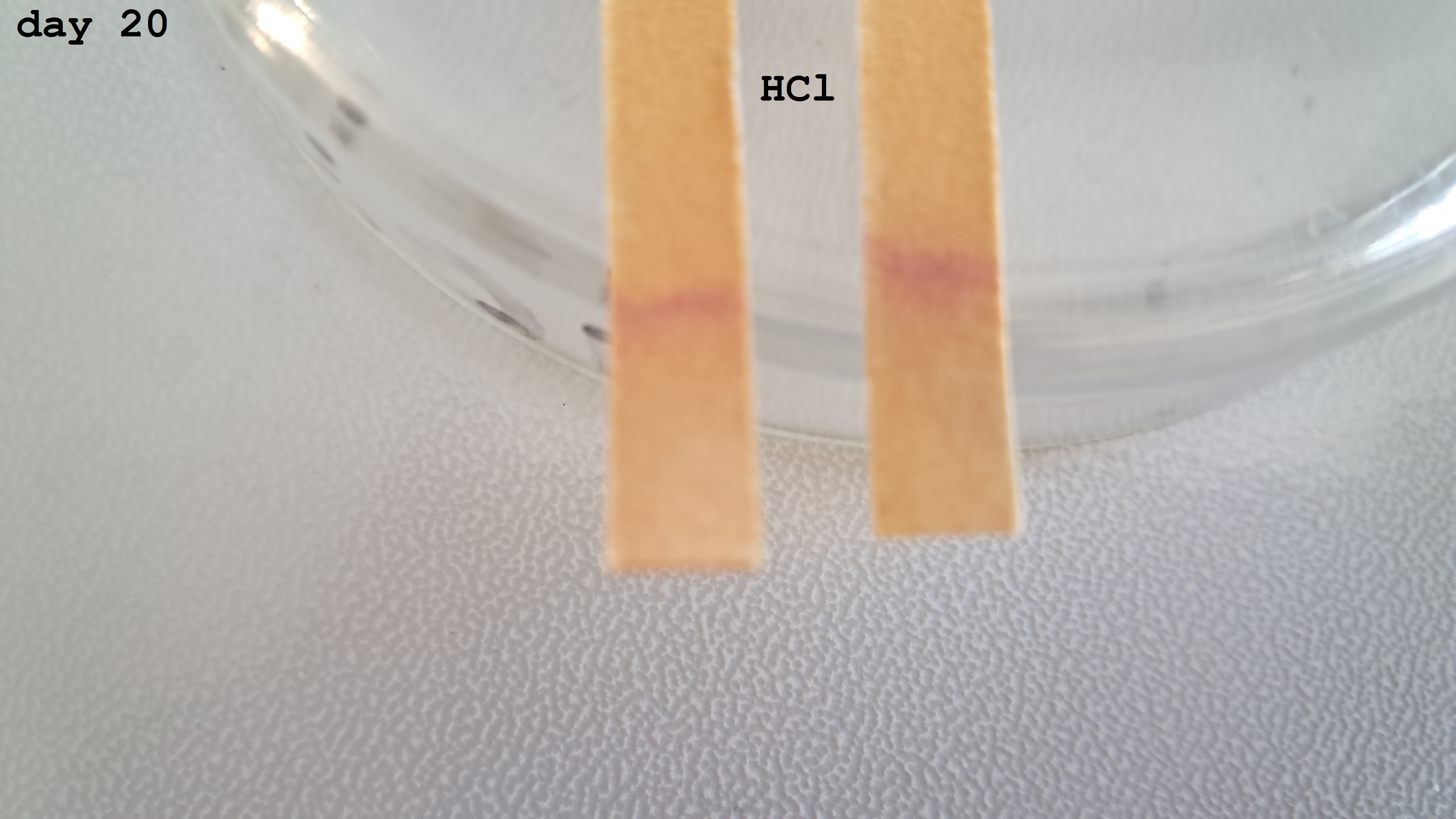 Universal Indicator Paper: Color Change Over Time